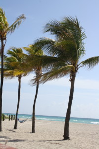 Palm trees on Hollywood Beach