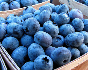 grow-your-own-blueberries